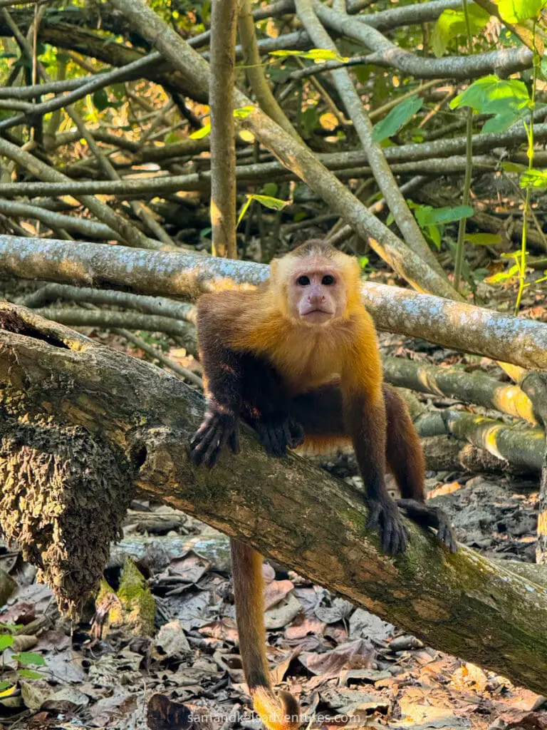 2 weeks in colombia tayrona monkeys
backpacking colombia