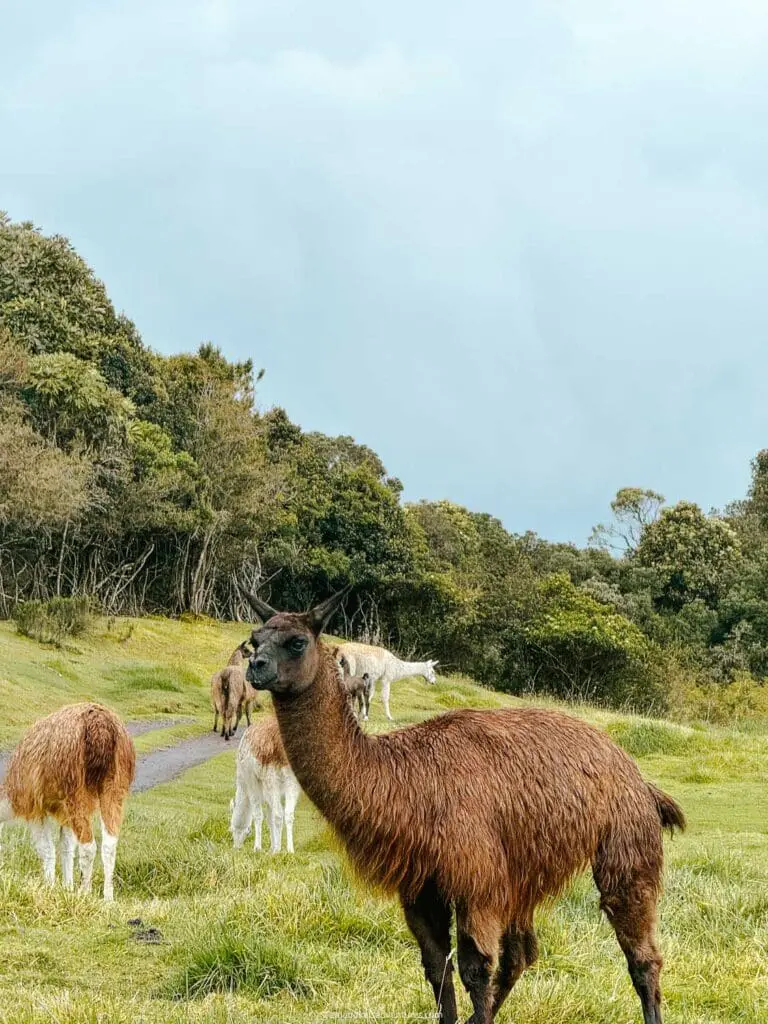the secret garden cotopaxi llamas