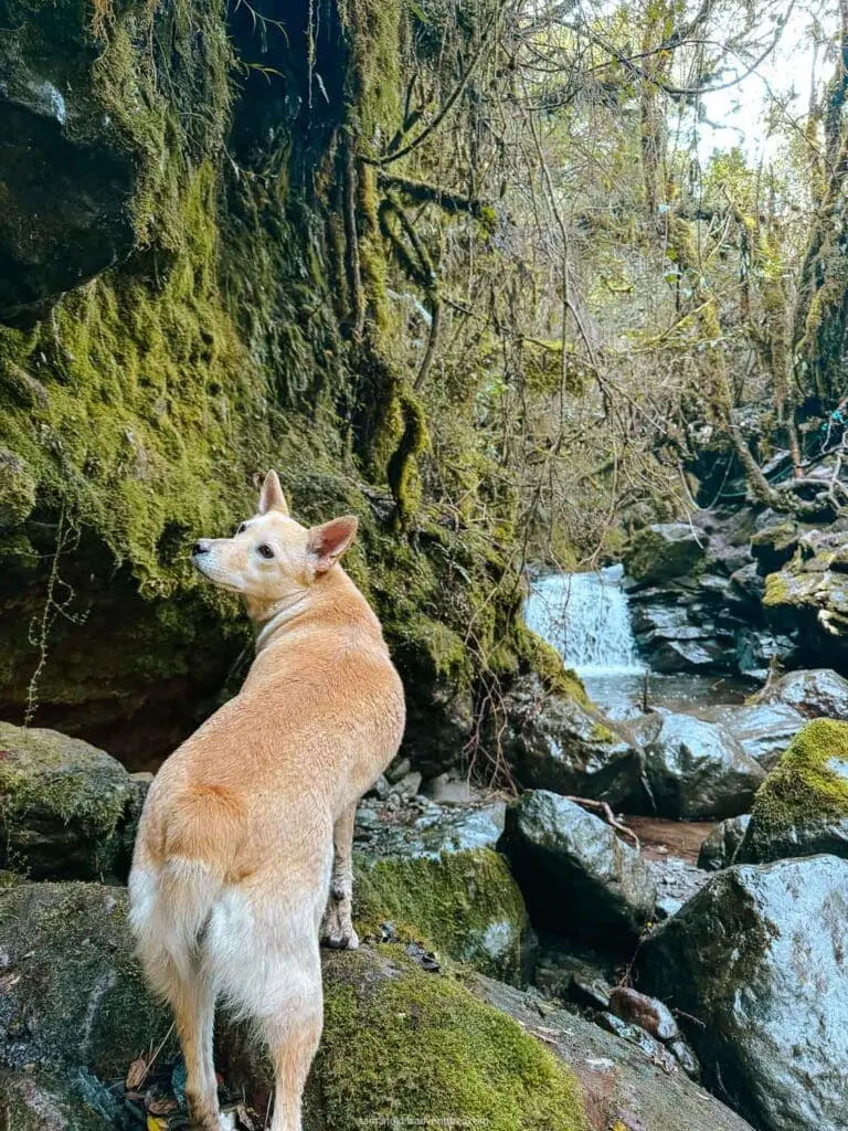 the secret garden cotopaxi dog