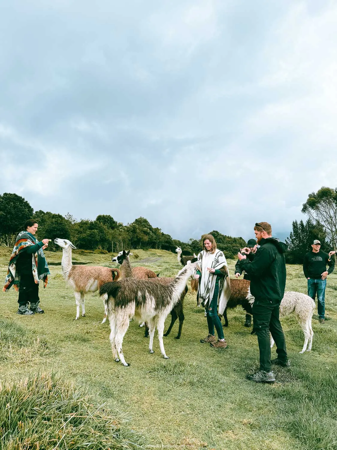 the secret garden cotopaxi squad feeding the llamas