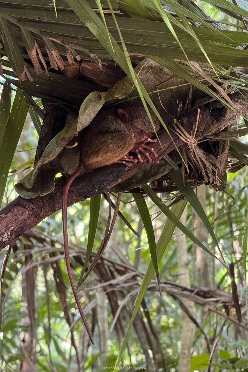 bohol photo of tarsiers