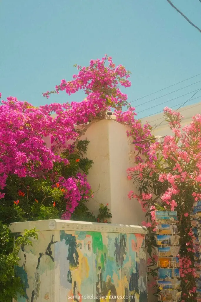 greece island hopping itinerary antiparos town purple and pink flowers