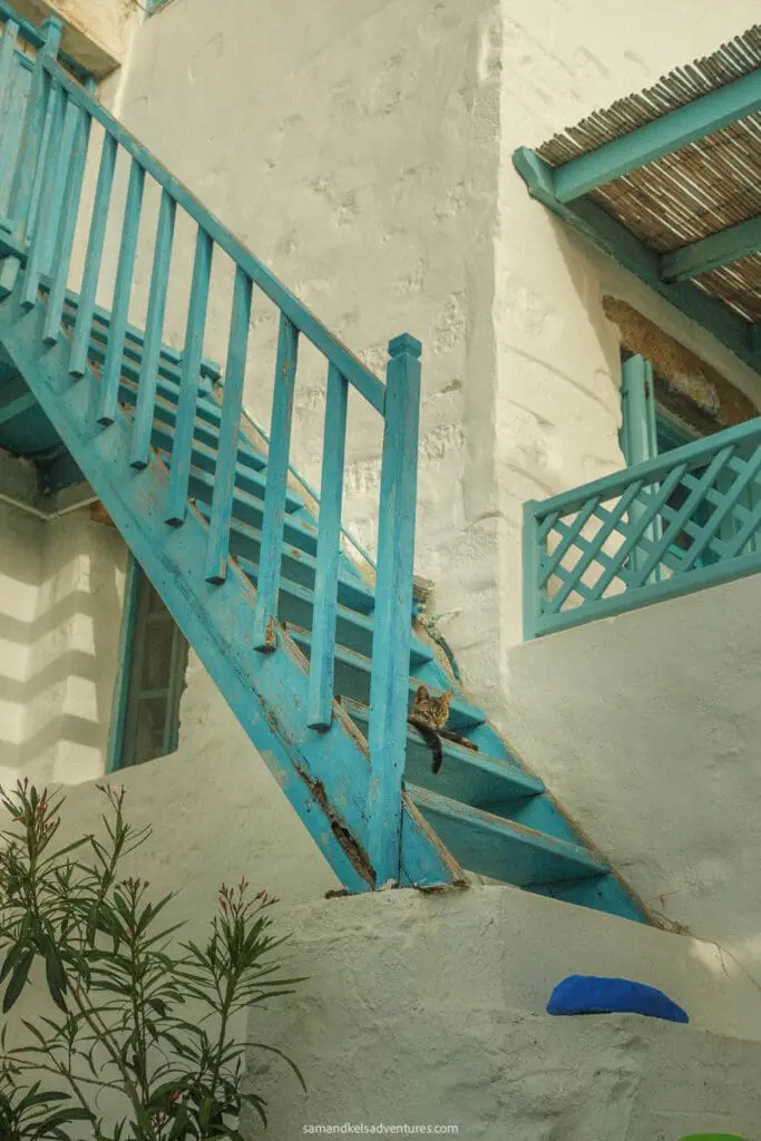 things to do in astypalaia cat sitting on blue stairs