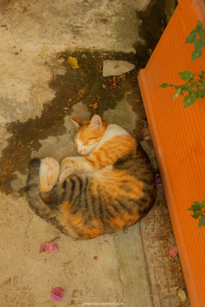1 day in athens orange cat