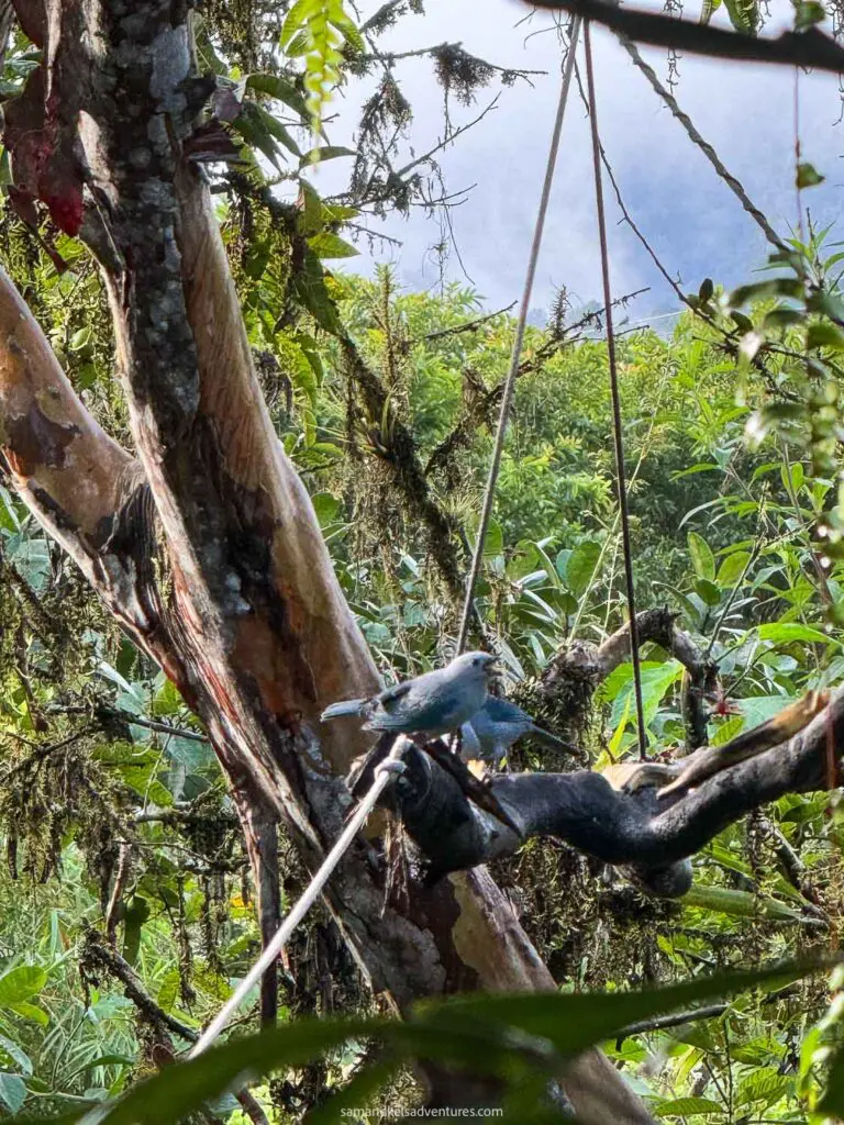 mindo cloud forest bird in tree